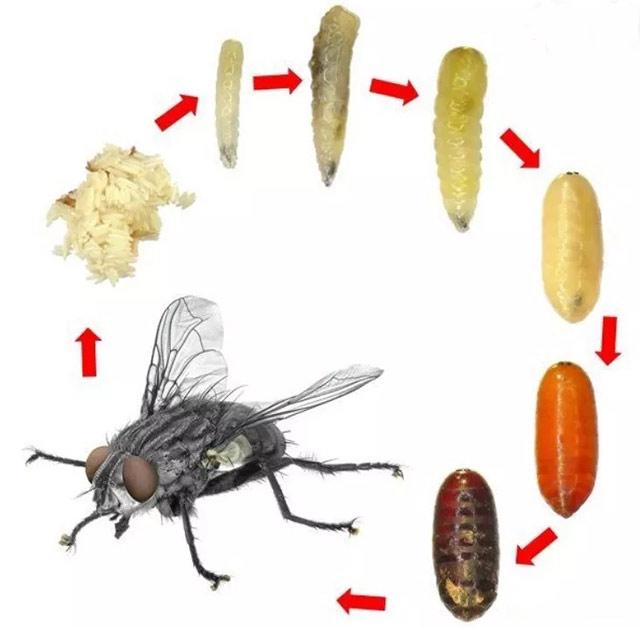 家庭苍蝇种类的图片及防治方法