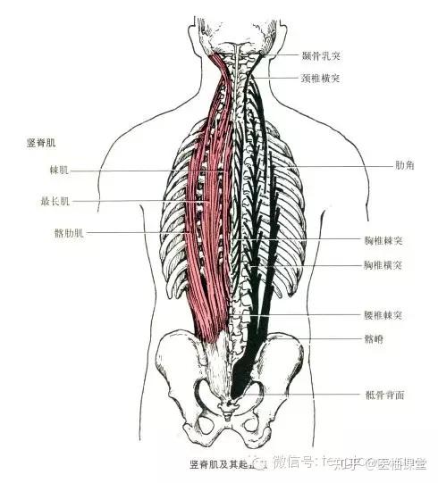 最全的肌肉起,止点 图解,赶紧收藏备用