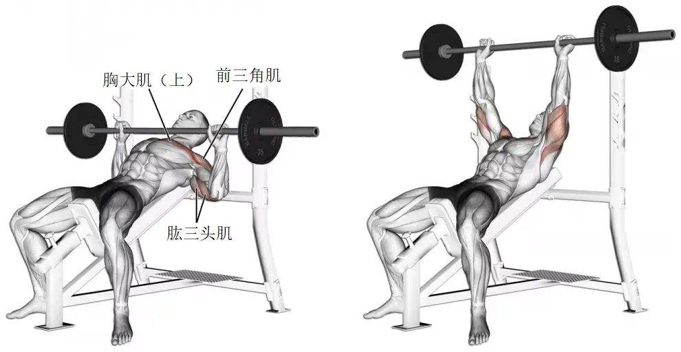 bench press04自由器械哑铃飞鸟-dumbbell fly上斜哑铃飞鸟-incline