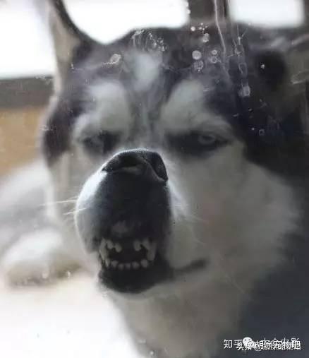 萌宠百科——哈士奇—西伯利亚雪橇犬(siberian husky