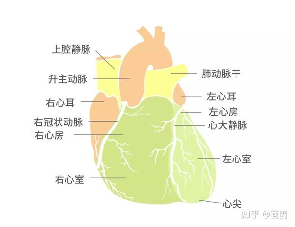 心脏 heart 位于胸腔,由心肌构成,分为左心房,左心室,右心房,右心室四