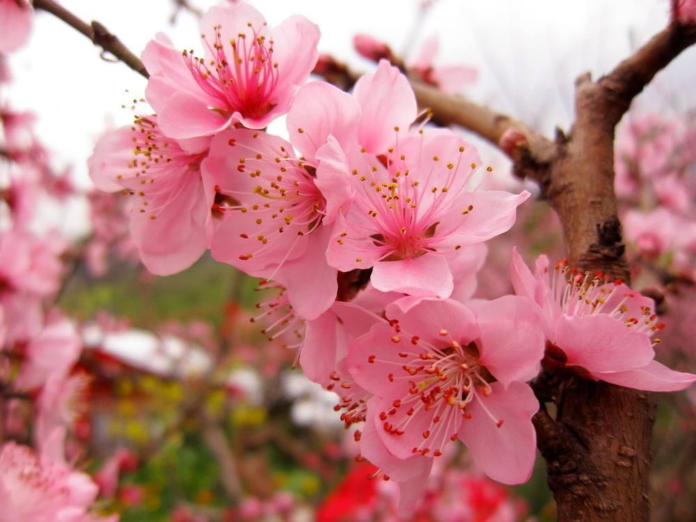 命犯桃花怎么办?