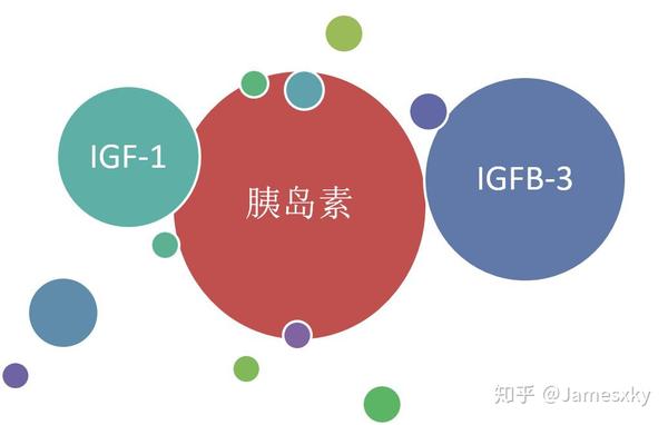 igf-1:胰岛素样生长因子1