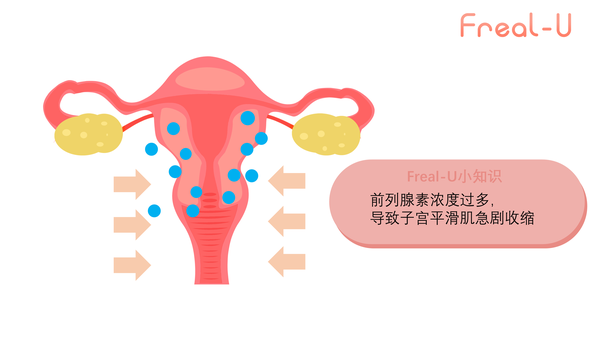 前列腺素作用于子宫