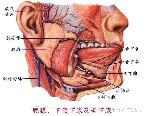 其导管在上颌第二个上磨牙处,开口位于口腔两侧的颊黏膜上.