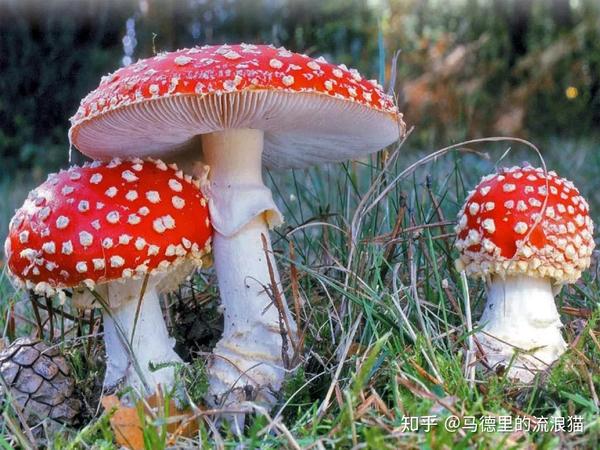 20 西班牙常见的毒蘑菇2—amanita muscaria毒蝇伞