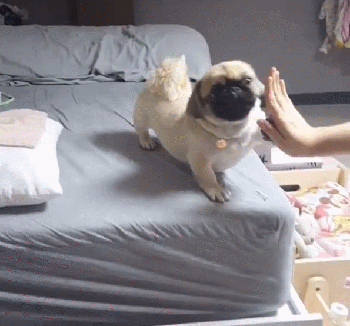350_326gif 动态图 动图