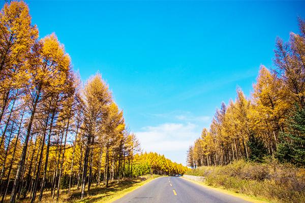 呼伦贝尔旅游攻略探寻那条被遗忘的根河景观公路s301旧路