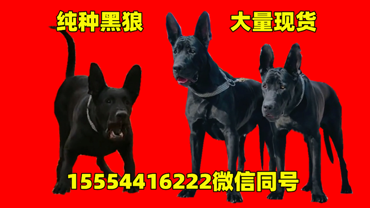 广州黑狼犬价格哪里有卖黑狼犬的