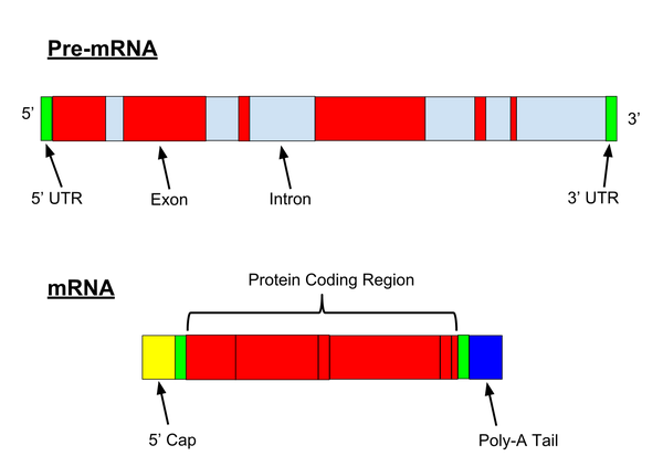 pre-mrna和成熟mrna