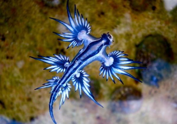 幸运男孩捞到蓝色小龙海神海蛞蝓美得像外星生物
