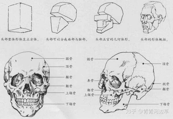 2.头骨结构