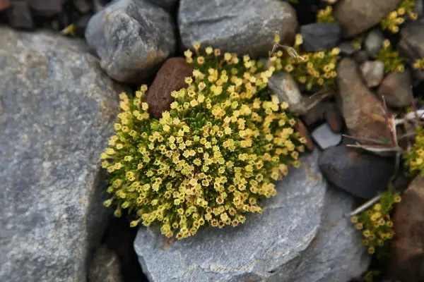 科普南极那么冷有植物存在吗