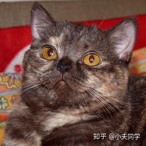 俄罗斯serebryanyj edelvejs猫舍的巧克力玳瑁烟熏色:diva