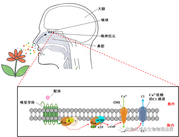 嗅觉信号传递示意图(其中,β和γ是g蛋白的另外两个亚基)