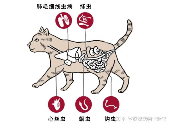 5种常见肠道寄生虫蚊子会传播危害猫咪生命的心丝虫