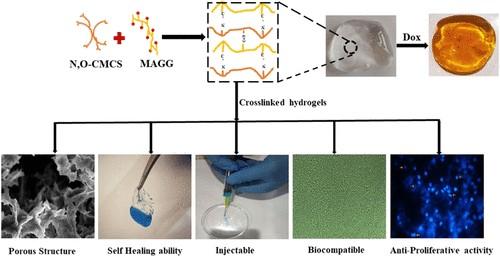 biomacromolecules可注射自愈壳聚糖瓜尔胶水凝胶持续抗癌药物递送