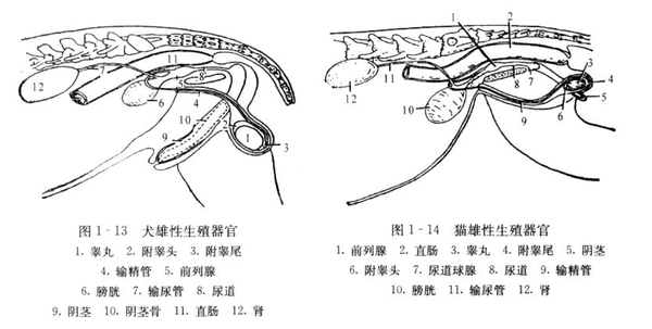 你了解猫狗的膀胱结石/尿道结石吗?