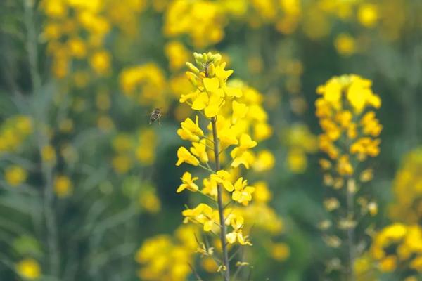 稀奇昆明的油菜花有9个颜色你见过吗