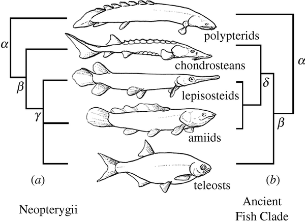 因为在鱼类的进化史中,科学家发现,肌间骨经历了一个从少到多,又从多