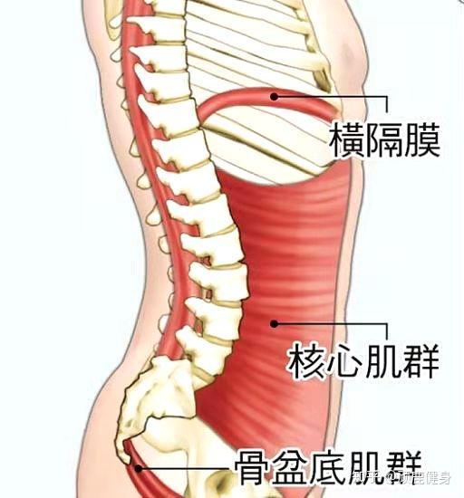 深层核心肌群 又称为局部稳定肌群.