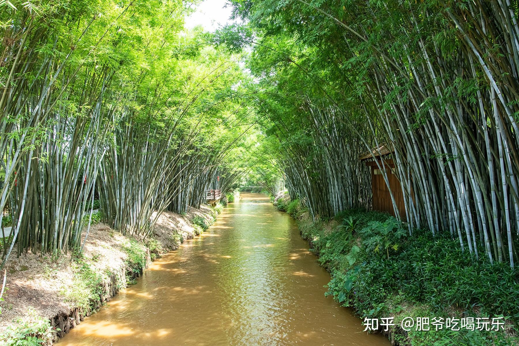 带你欣赏信宜旺同竹林风景