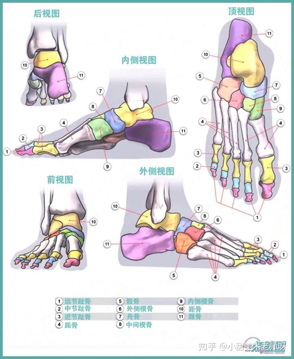 人艺美术速写教程:脚的肌肉与骨骼