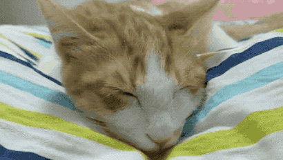 睡觉翻白眼被偷拍,猫:我不要面子的吗?