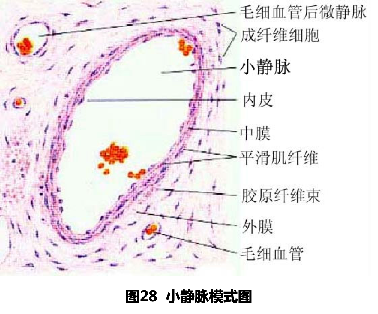 较大的小静脉的中膜有一至数层平滑肌.外膜也渐变厚(如下图). 3.