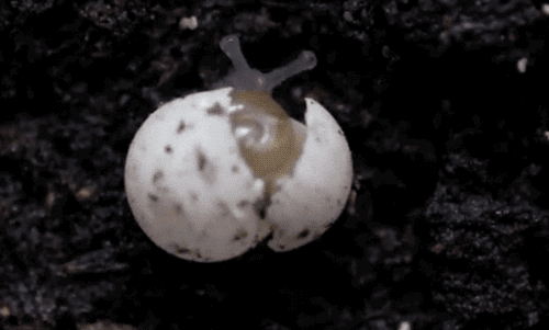 蜗牛是如何出生的