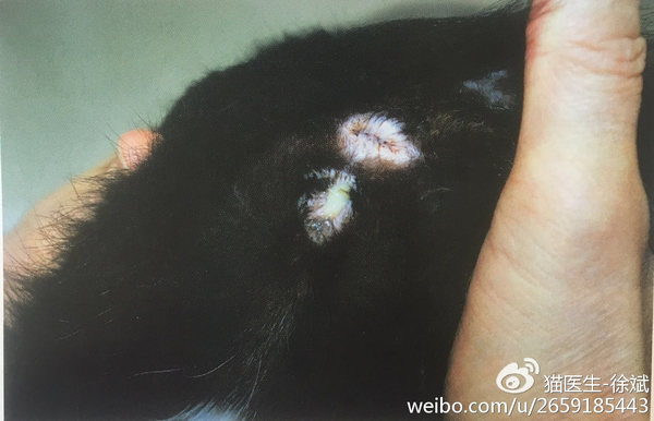 猫子宫蓄脓与子宫积液