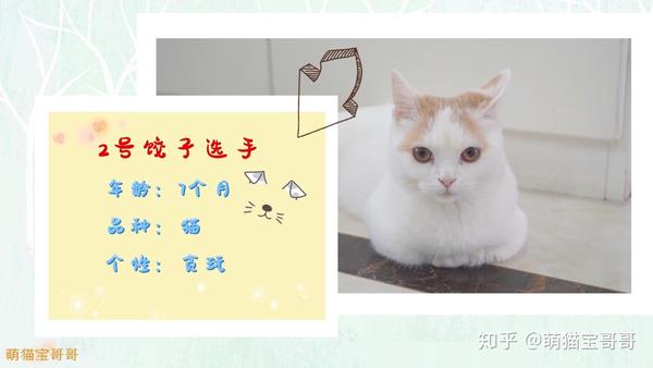 猫:紧急刹车!