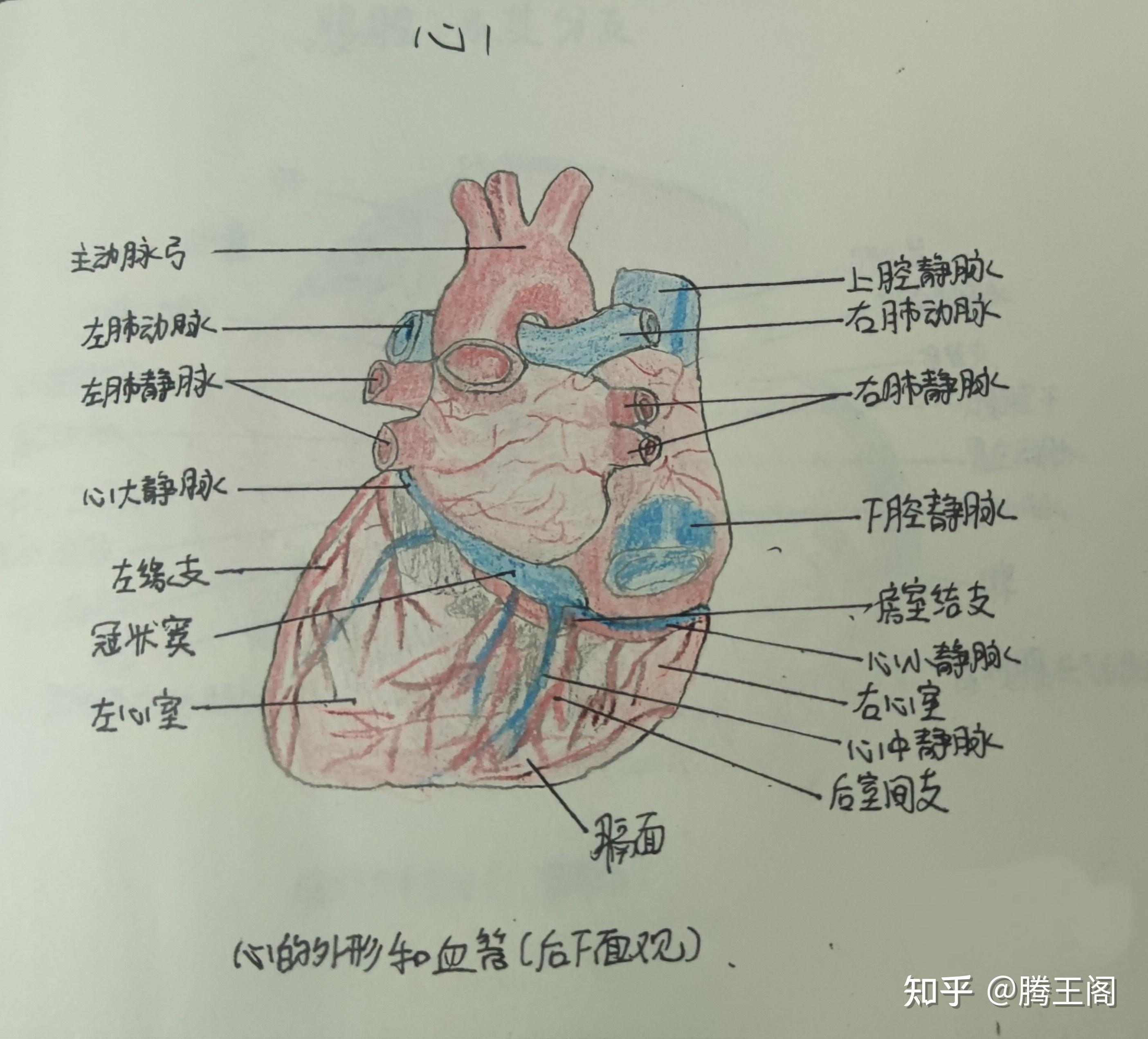 系统解剖学实验画图作业手绘图