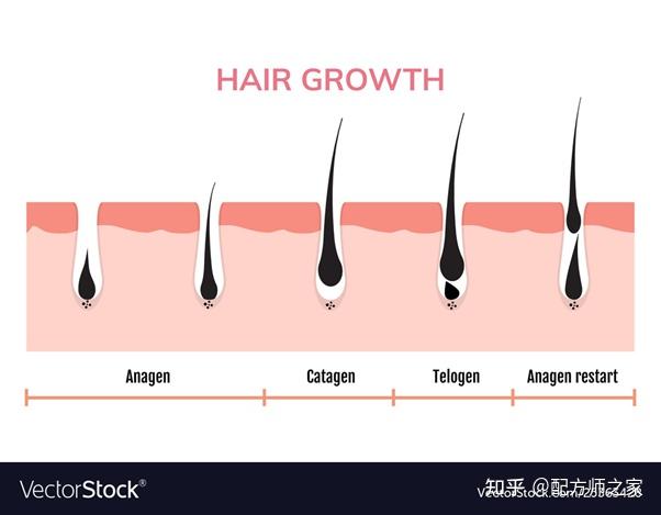 头发的结构以及它是如何生长的