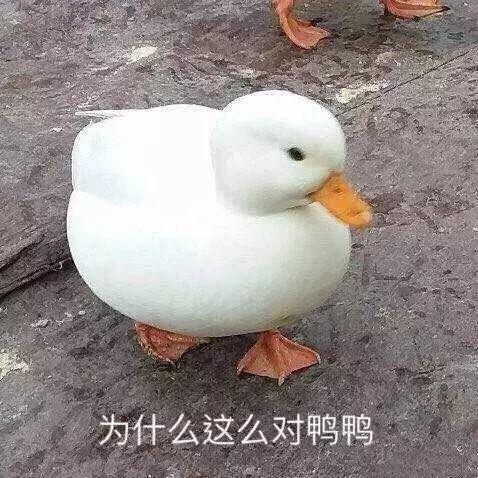 鸭子表情包干货,派送!