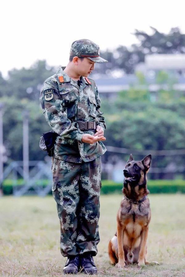 《奇兵神犬》:浓浓无言战友情中, 新鲜题材彰显真挚力量