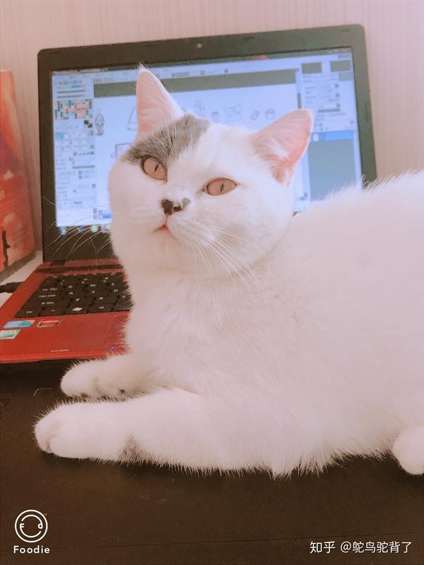 有个很乖的猫是什么体验