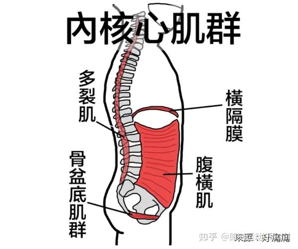 内核心肌群包括: 横膈膜,多裂肌,腹横肌,腹内斜肌,盆底肌等.