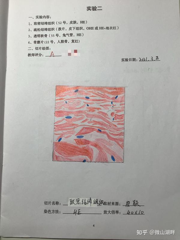组胚实验红蓝铅笔手绘图
