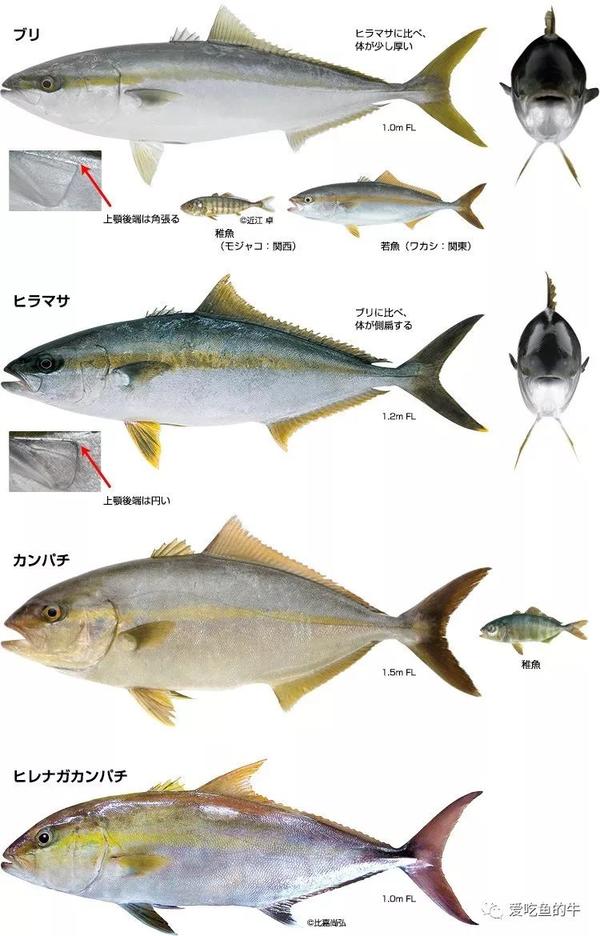 身份尊贵,系出名门 日料里通常用的鰤鱼是这三种: 五条鰤(quinque