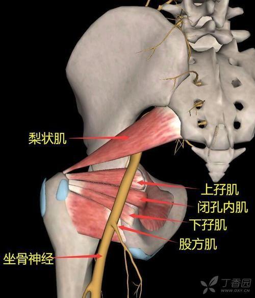 梨状肌,闭孔内肌