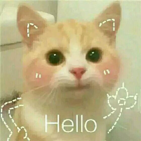有哪些好看的猫咪壁纸或头像?