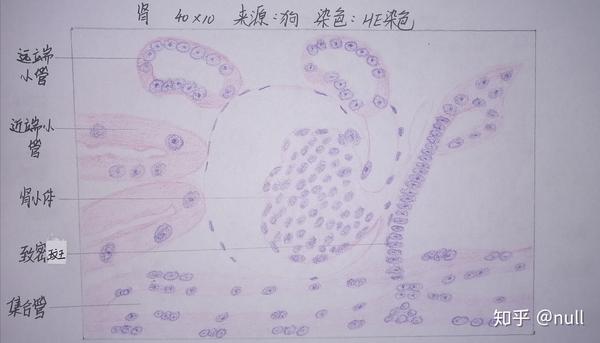 组胚红蓝铅笔绘图