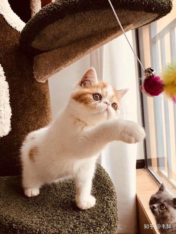 很久以前在养过一只只有尾巴是黄色的中华田园猫~猫本来就是个可爱的