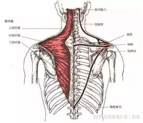 起点: 4-12胸椎的棘突和韧带 止点: 肩胛冈内侧端 Ⅱ 功能 肩胛骨下降