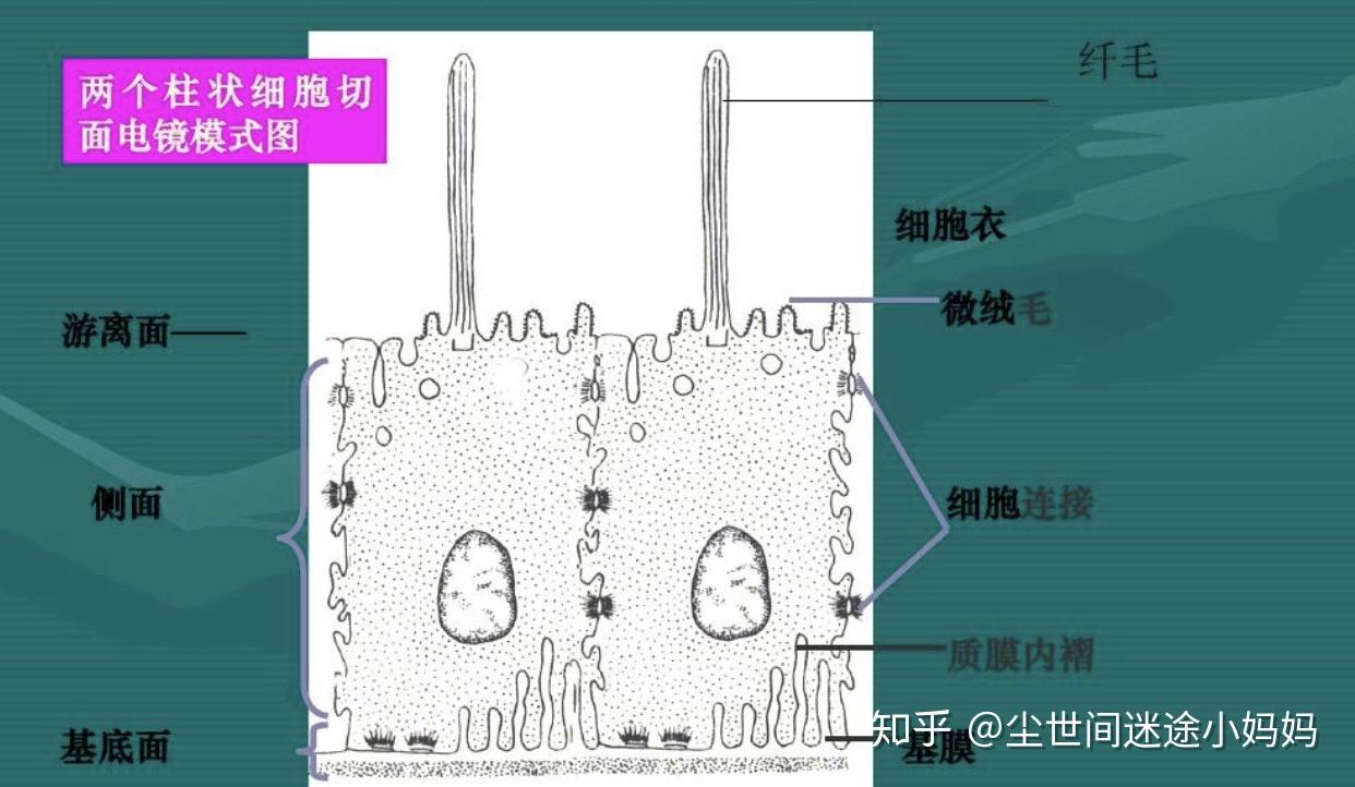 组织学中游离面和基底面如何区分辨别