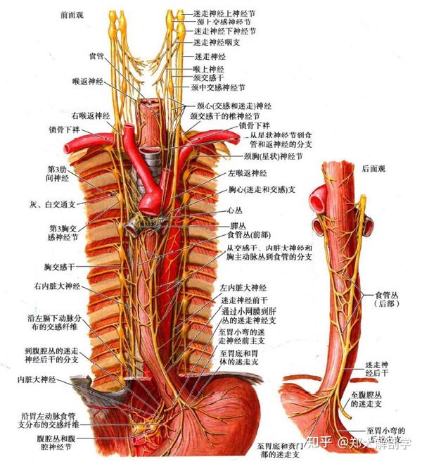 主动脉丛的交感神经纤维也有分支分布至食管.
