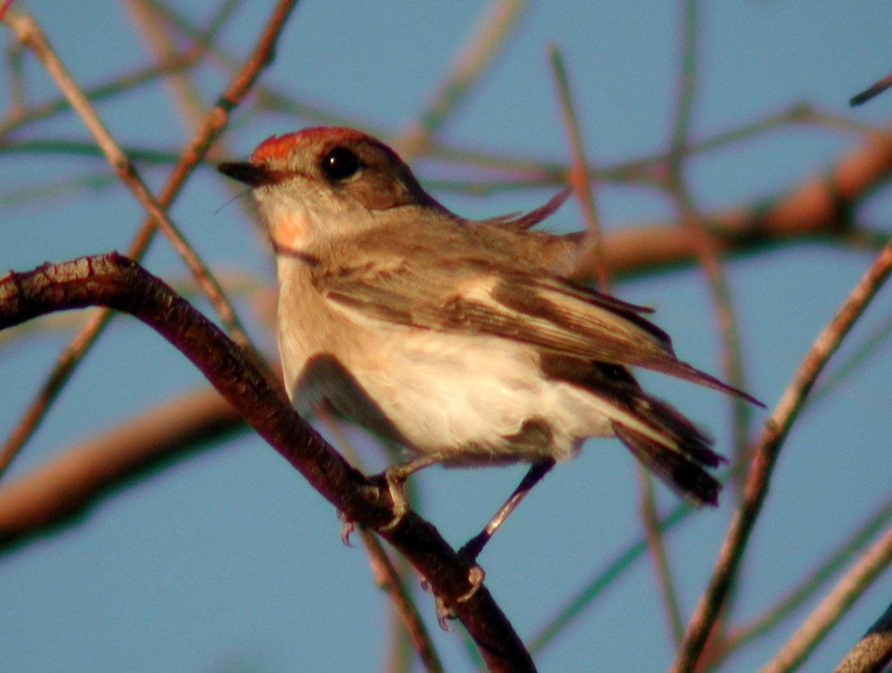 苏澄宇 的想法: 红头鸲鹟(petroica goodenovii),那么