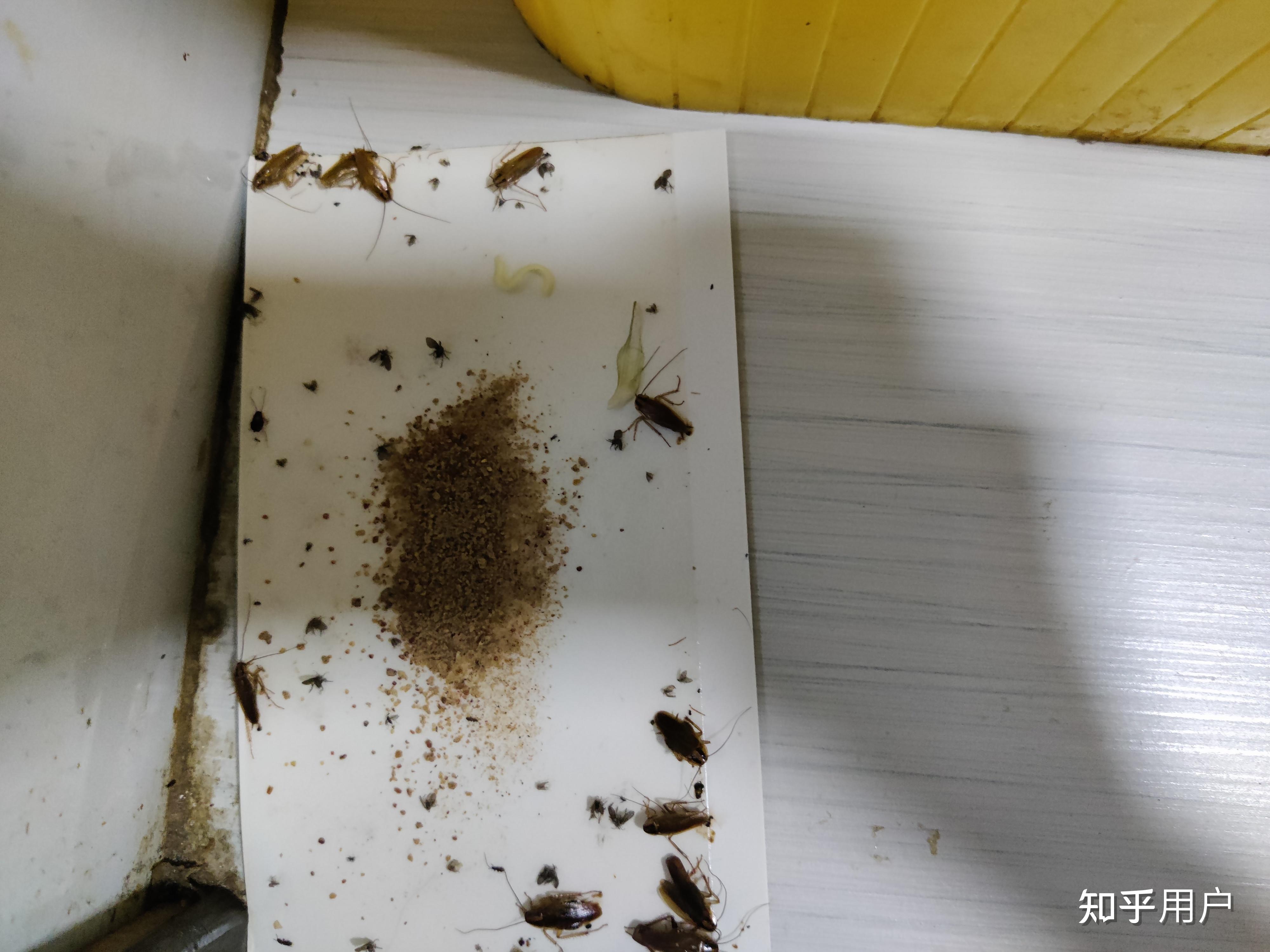 蟑螂有可能脱壳逃走吗