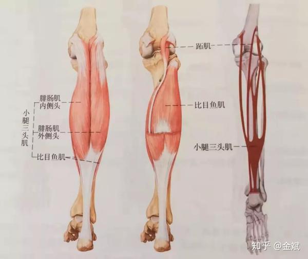 小腿三头肌收缩可让踝关节屈曲,也就是绷脚.